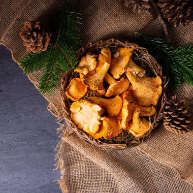 Gerçek Chanterelle, ormandan zevk alıyor.