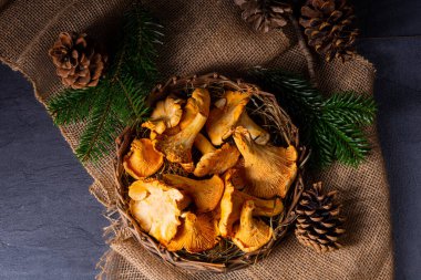 Gerçek Chanterelle, ormandan zevk alıyor.