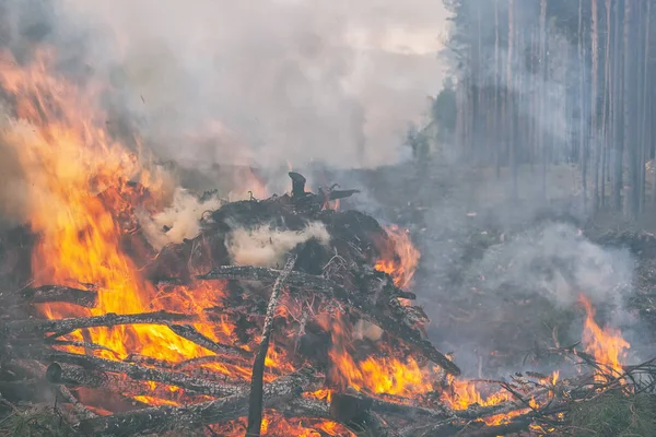 Строительстве Дороги Огне Сжигается Сосновый Лес Ветвями — стоковое фото