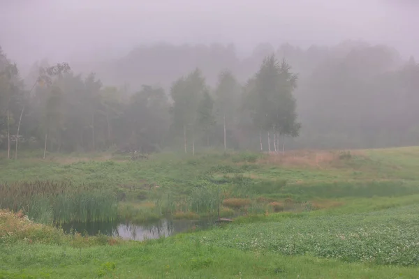 Mattina nebbia sul campo vicino alla foresta — Foto Stock