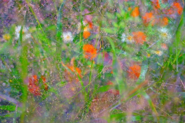 さまざまな夏の花の背景 — ストック写真