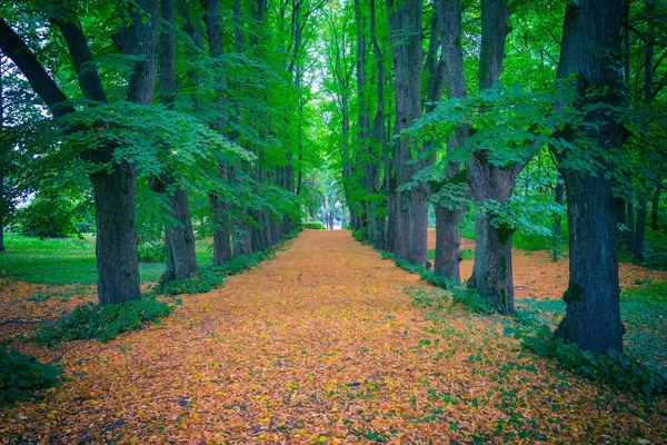 Ağaç sokakta sarı yapraklar — Stok fotoğraf