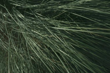 Yeşil çim kum tepelerini rüzgarda