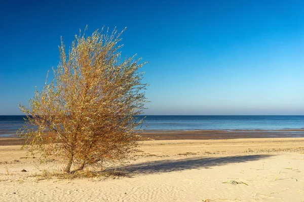 Träd med skugga på en sandstrand — Stockfoto