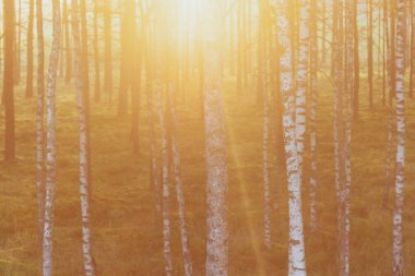 Güneş ağaçların arasından ormanda sonbaharda ayarlar