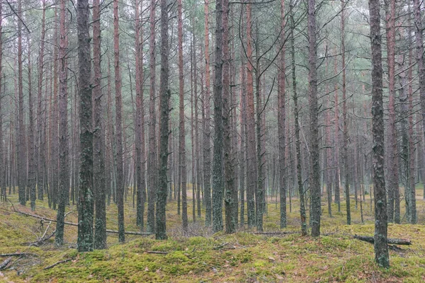 Осенний сосновый лес — стоковое фото