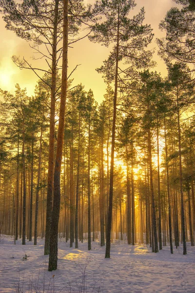 Sonnenuntergang Mit Strahlen Durch Einen Kiefernwald Januar — Stockfoto