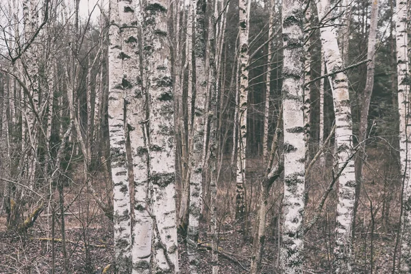 波罗的海沙丘中的天然林 — 图库照片