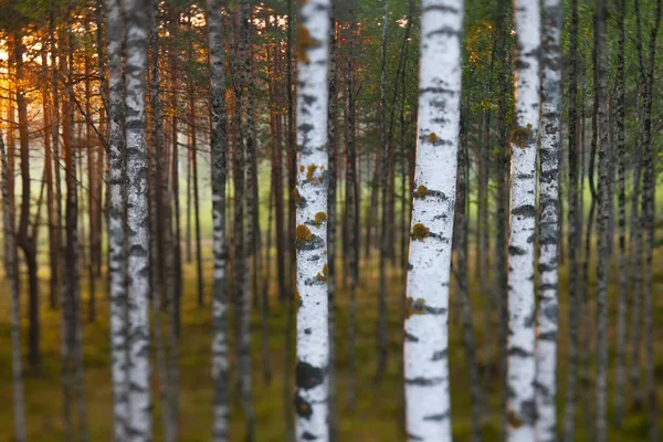 Floresta no outono ao pôr do sol — Fotografia de Stock