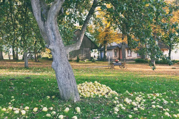 Mele in giardino nella vecchia casa — Foto Stock