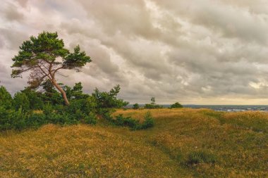 Sahil akşam çam Estonya'daki Baltık ile