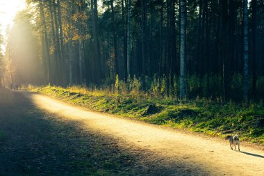Ormanın içinde parça üstünde belgili tanımlık köpek