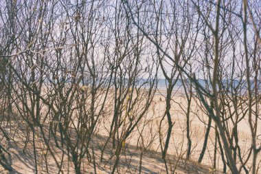 İlkbaharda Baltık Denizi Kumlu sarı plaj