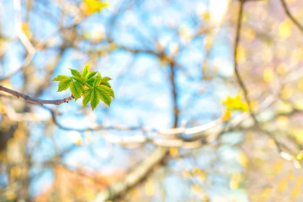 Молодые зеленые листья на дереве весной — стоковое фото