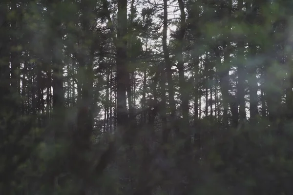 Baharda karanlık ormanda alacakaranlık — Stok fotoğraf