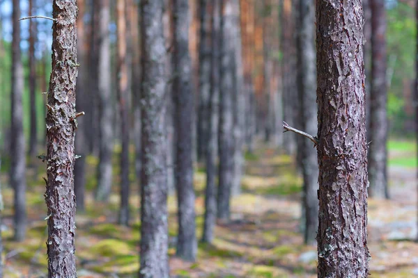 Forêt de pins de conifères au printemps — Photo