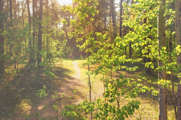 Floresta na primavera em um dia ensolarado — Fotografia de Stock