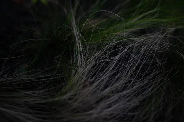 Langes grünes Gras wie Haare — Stockfoto