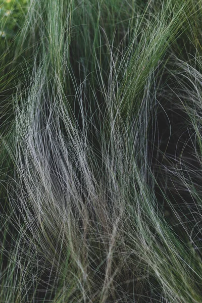 Long green grass like hair — ストック写真