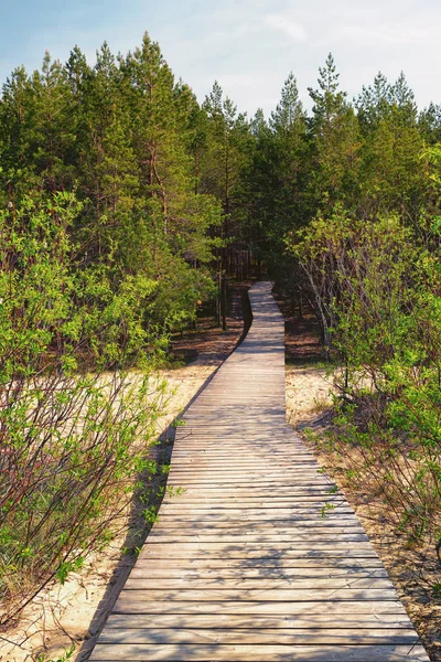 Drewniana ścieżka prowadzi przez wydmy do lasu — Zdjęcie stockowe