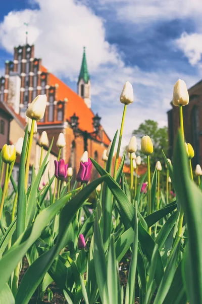 Tulipánok a háttérben a kérdezgeti Rigában — Stock Fotó