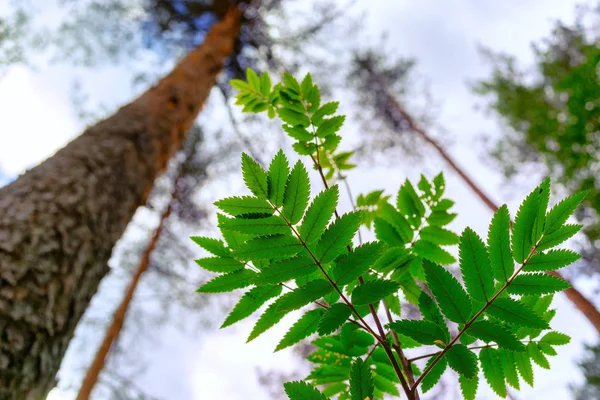 Green leaves stretch up in the forest — Stock Photo, Image