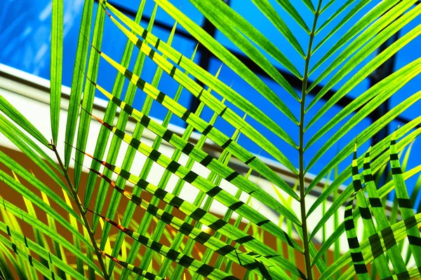 Liście palmy pod gołym niebem — Zdjęcie stockowe