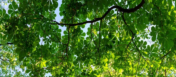 Листья на каштановых ветвях летом — стоковое фото