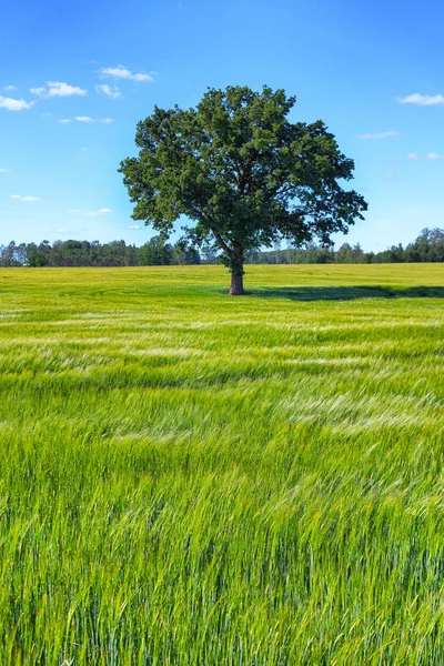 Ek träd står på ett grönt fält på sommaren — Stockfoto
