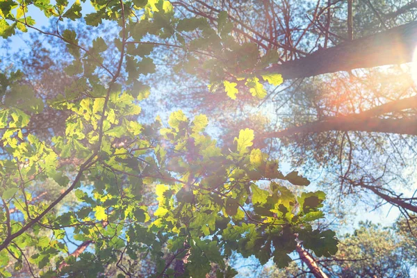 Feuilles d'arbres verts dans une pinède — Photo