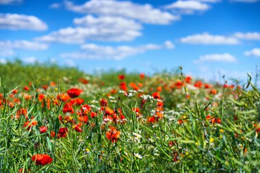 Alanında papatyalar ve haşhaşlar