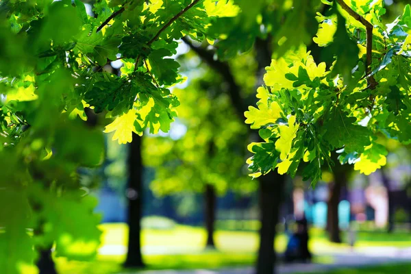 Robles en el parque en un día soleado — Foto de Stock