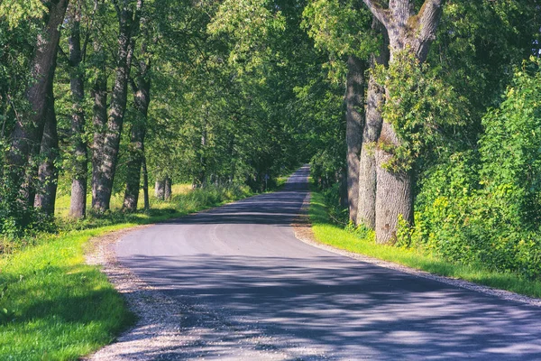 Strada nel vicolo di quercia in estate — Foto Stock