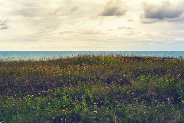 Gras an der hohen Ostseeküste — Stockfoto