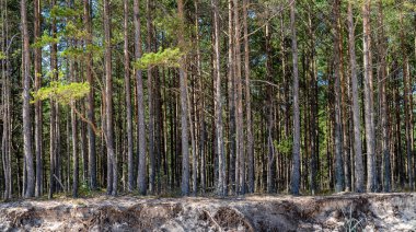 Baltık Denizi'ndeki ormanın panoraması