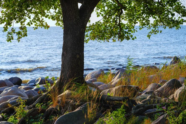 Ett träd växer på en havsstrand med stenar — Stockfoto