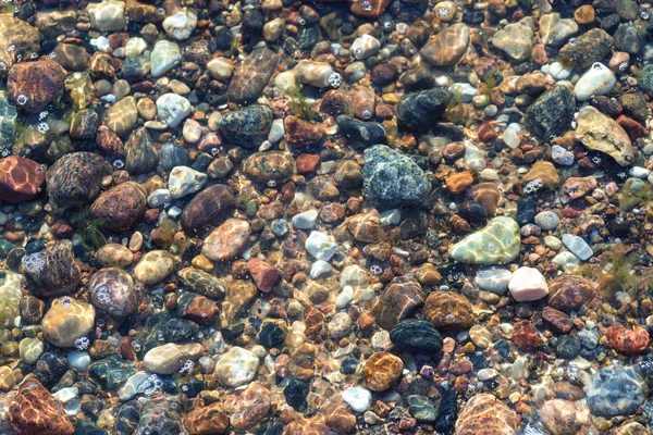 Каміння на Балтійському пляжі влітку — стокове фото