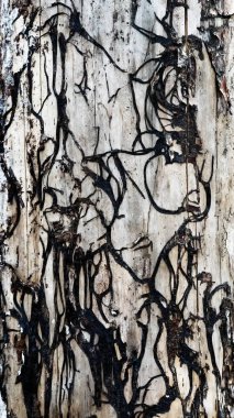 Bir desen ile kabuğu olmadan ağaç gövdesi