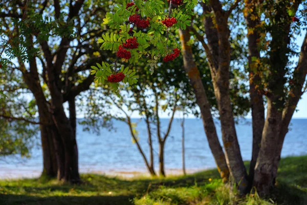 Fjäll aska på Östersjön i sanddynerna — Stockfoto