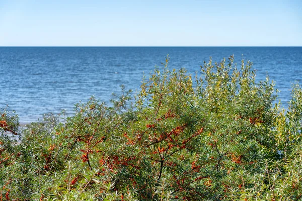 Mountain Ash aan de hoge kust van de Baltische Zee — Stockfoto
