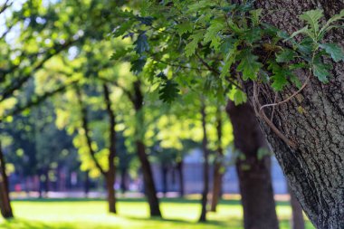 Yaz parkında meşe ağacı