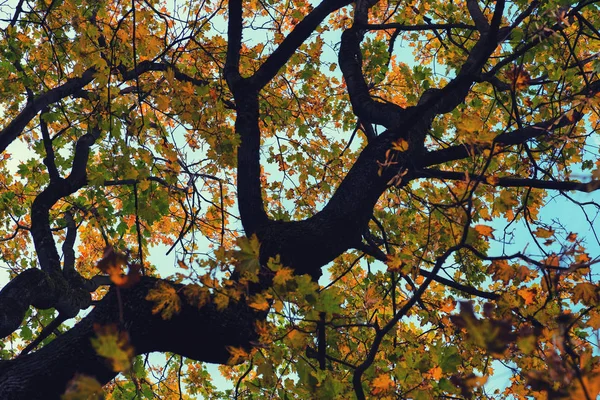 初秋的老枫树 — 图库照片