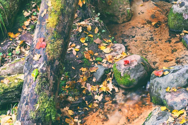 Ручей с листьями в осеннем лесу — стоковое фото