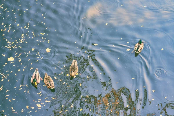 Un pato nada en un estanque entre las hojas — Foto de Stock