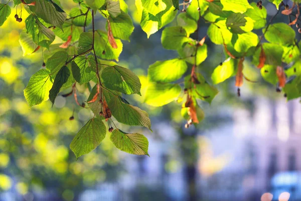 Яркие осенние листья липы в парке — стоковое фото