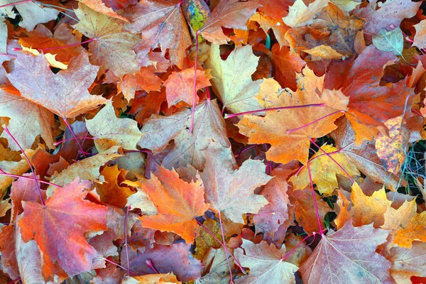 숲 속의 밝은 가을 낙엽 — 스톡 사진