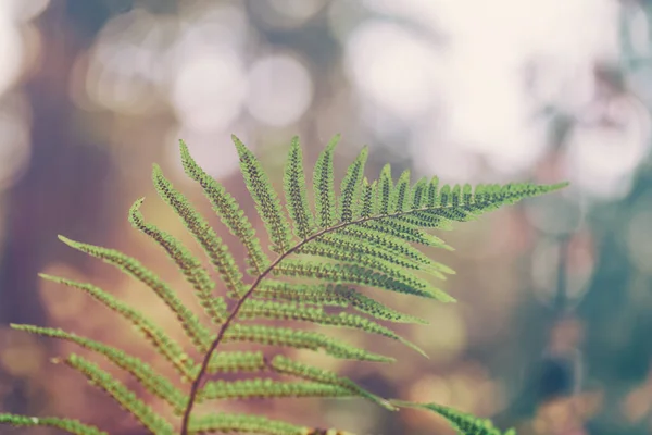 Fern blad på bakgrunden av skogen — Stockfoto