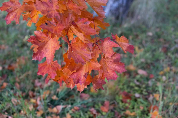 Luminose foglie autunnali nella foresta — Foto Stock