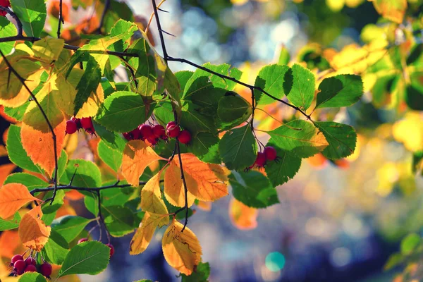 Luminose foglie autunnali nella foresta — Foto Stock