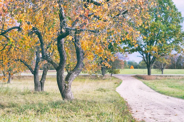 Дорога через сад осенью — стоковое фото